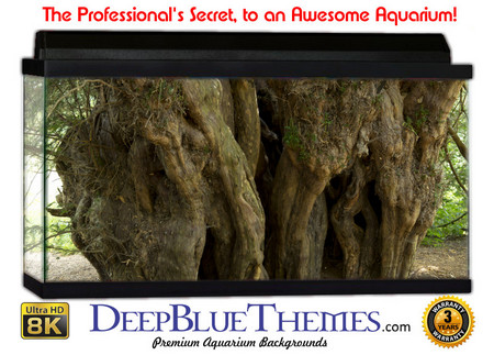 Buy Aquarium Background Trees Dry Aquarium Background