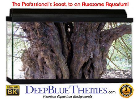 Buy Aquarium Background Trees Split Aquarium Background