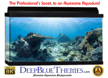 Buy Aquarium Background Underwater Garden Aquarium Background