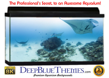 Buy Aquarium Background Underwater Manta Aquarium Background