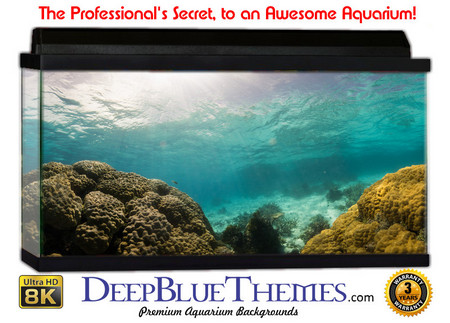 Buy Aquarium Background Underwater Mountain Aquarium Background