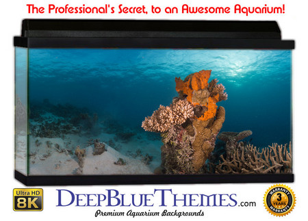Buy Aquarium Background Underwater Reach Aquarium Background