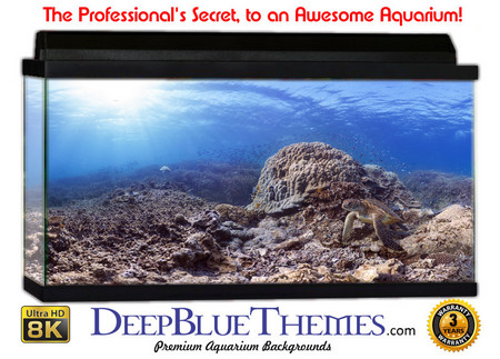 Buy Aquarium Background Underwater Sparse Aquarium Background