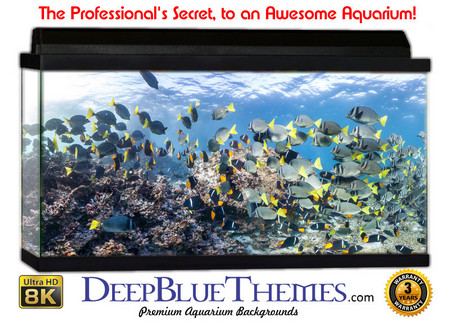 Buy Aquarium Background Underwater Swarm Aquarium Background