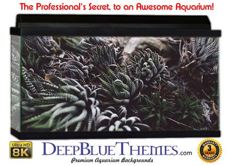 Buy Aquarium Background Unusual Plants Aquarium Background
