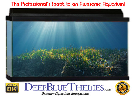 Buy Aquarium Background Unusual Seabed Aquarium Background