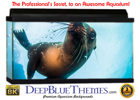 Buy Aquarium Background Unusual Seal Aquarium Background