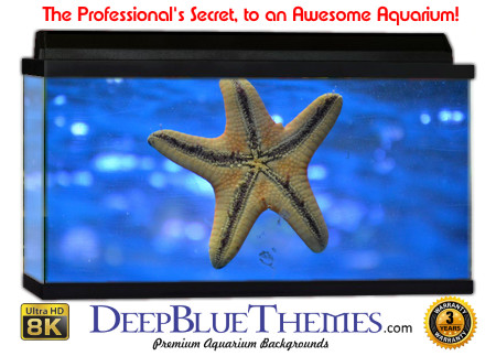 Buy Aquarium Background Unusual Starfish Aquarium Background