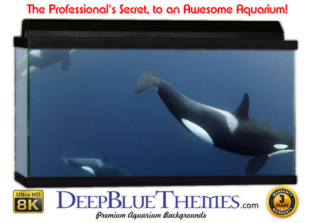 Buy Aquarium Background Whale Killer Aquarium Background