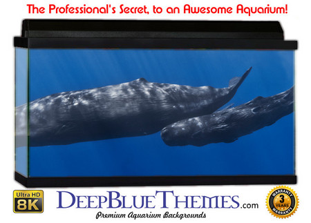 Buy Aquarium Background Whale Mother Aquarium Background