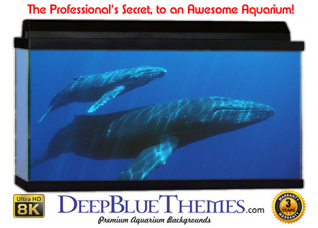 Buy Aquarium Background Whale Pod Aquarium Background