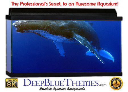 Buy Aquarium Background Whale Swim Aquarium Background